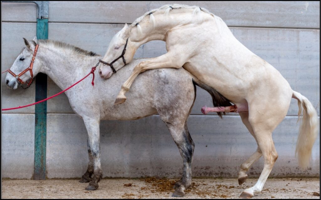 The Really Cheap Instant Erection Kit can turn your flaccid pendulum and "Stewball" to a rock solid "Screwball" only from Sick Jokes